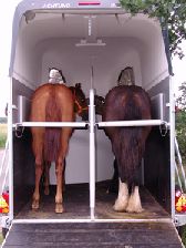 13_Cheval_Liberte_Jhrlingstransport2.JPG
