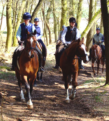 Altmark_Mehrin_Waldweg.jpg