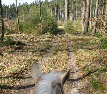 3_FZR_Sachsenwald_lichter_Wald.jpg