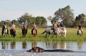Pegasus_Okavango3.jpg