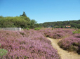 Sudermuehlen_Heide2.jpg