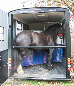 Cheval_Lib_Mimimax_Innen_1