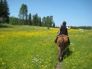 CrystalWaters_Trailride_Blumenwiese