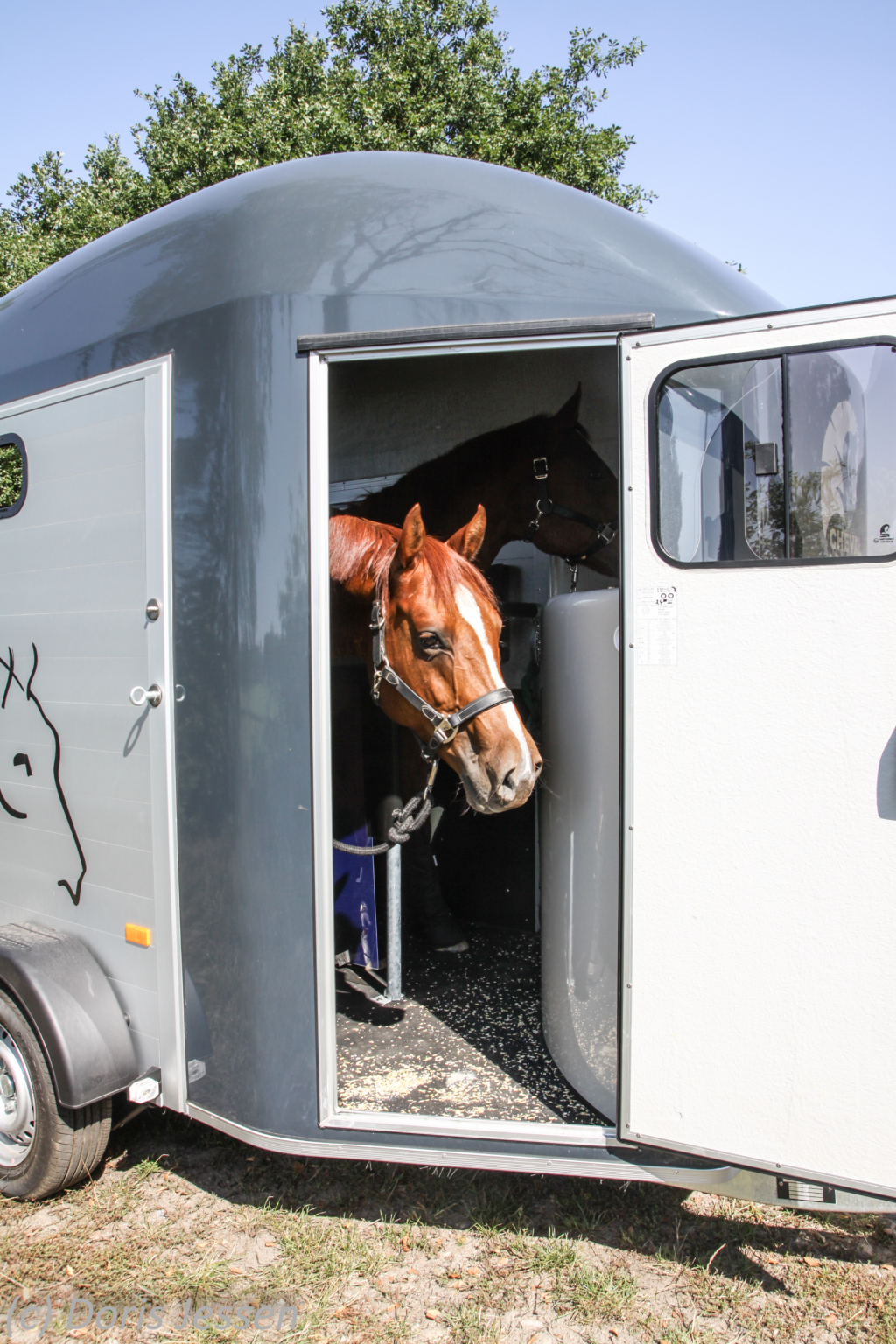 PferdeanhängerTest Cheval Liberté Gold 3 (2019)