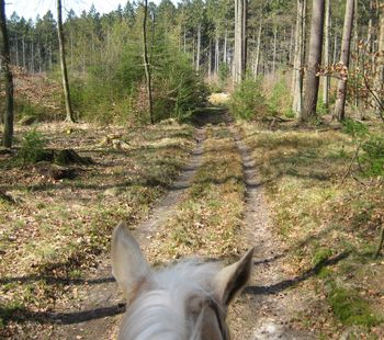 Sachsenwald_lichter_Wald