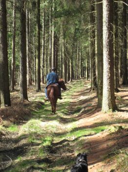 5_FZR_Sachsenwald_Reitweg