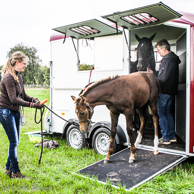 Cheval-Liberte-Duomax-28