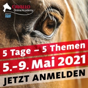 Cavallo anzeigen er sucht sie