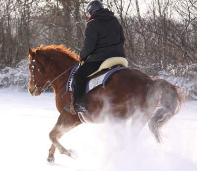 2_Pago_Schnee_Galopp_hinten--e1703937512291