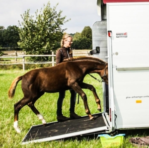Fohlenverladen-e1653037153718