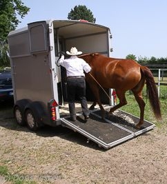 Pferd in den Anhänger verladen