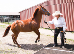 Pferdeverladen-Extremfaelle-7-300x219