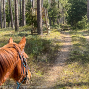 Suedheide-und-Hotel-Landliebe-w2-2-180x180