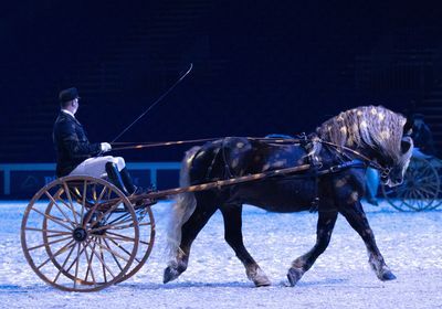 Pferd_Bodensee_Kutsche